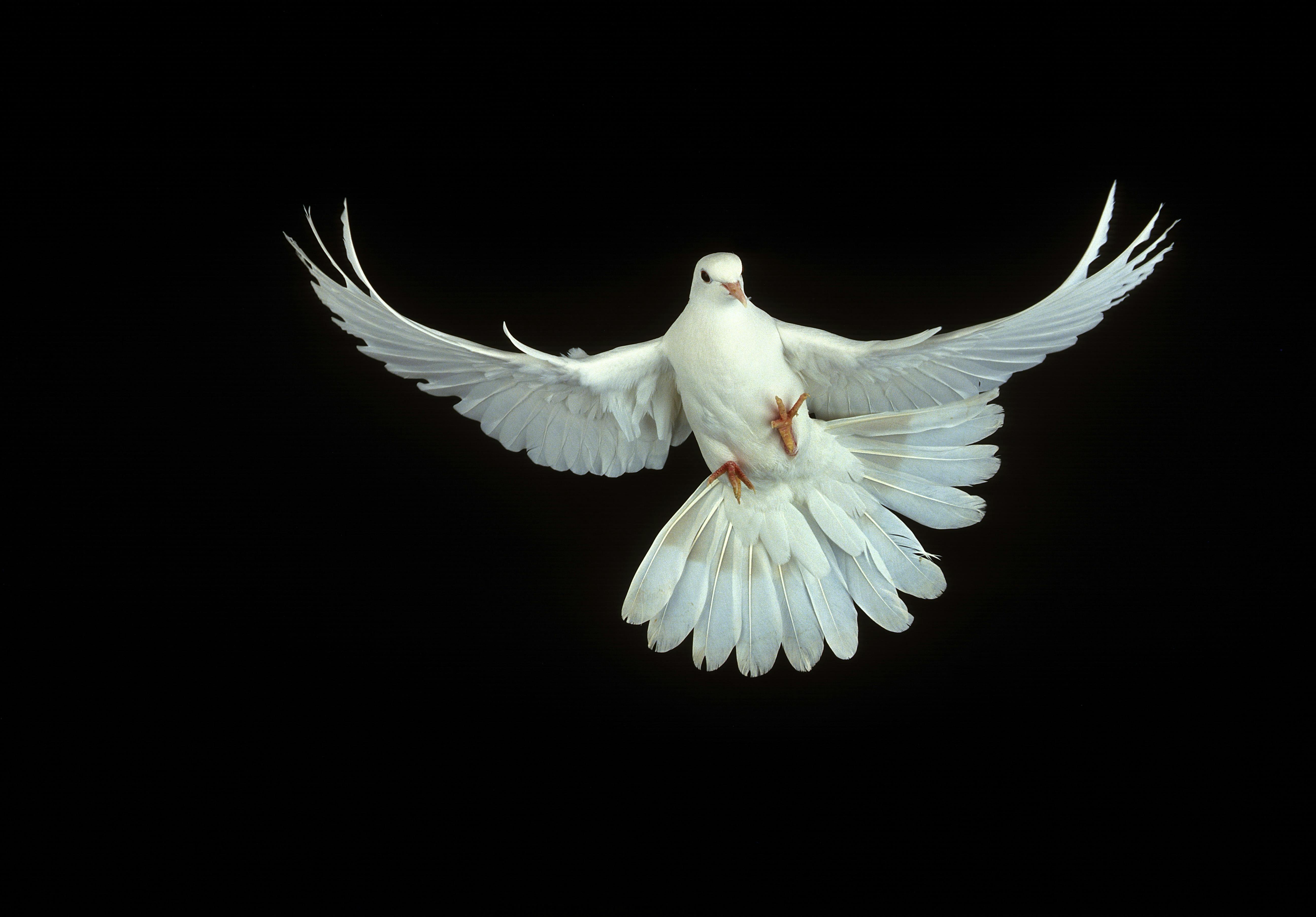 Белый голубь. Белый голубь. Белый голубь. Белый голубь. Голубь на черном фоне.