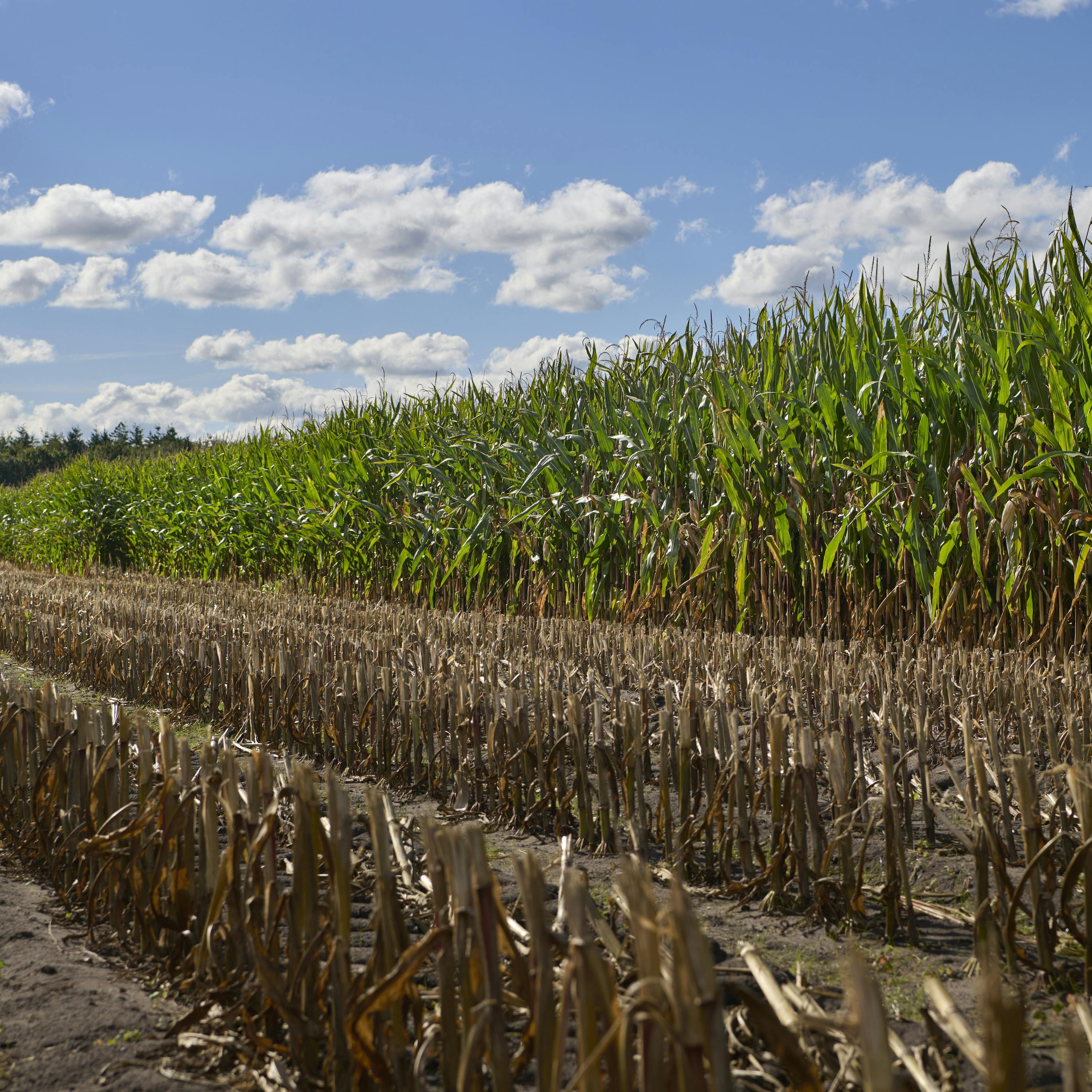 Klonk! Kvælstofhammeren er faldet, og vi forklarer, hvad det betyder Klonk! Kvælstofhammeren er faldet, og vi forklarer, hvad det betyder